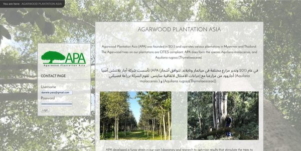 Website Design Phuket 1